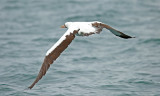 Nazca Booby