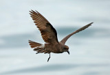 Wedge-rumped Storm-Petrel