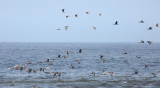 Guanay Cormorant and Peruvian Booby