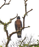 Black-and-chestnut Eagle