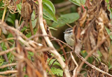 Unstreaked Tit-Tyrant