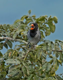 Black-cowled Saltator