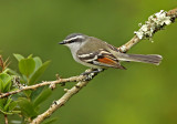 Rufous-winged Tyrannulet