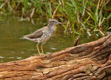 Spotted Sandpiper