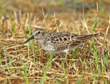 Least Sandpiper