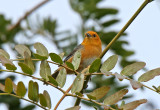 Rufous-chested Tanager