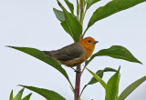 Rufous-chested Tanager