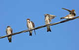 Brown-chested Martin