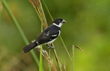 Caqueta Seedeater