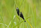 Large-billed Seedfinch