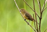 Large-billed Seedfinch