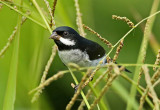 Lesson's Seedeater