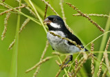 Lesson's Seedeater