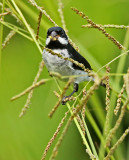Lesson's Seedeater