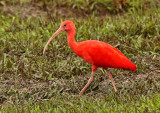 Scarlet Ibis