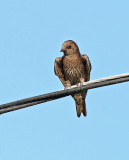 Southern Martin