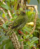 Barred Fruiteater