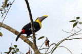 Yellow-throated Toucan (swainsonii)