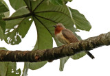 Dwarf Cuckoo