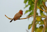 Dwarf Cuckoo