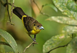 Lemon-rumped Tanager