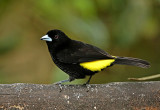 Lemon-rumped Tanager