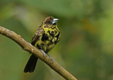 Lemon-rumped Tanager