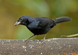 White-lined Tanager