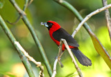 Masked Crimson-Tanager