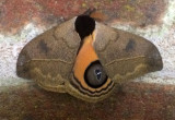 Moth Bellavista