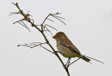 Chestnut-throated Seedeater