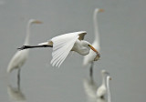 Great Egret