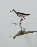 Lesser Yellowlegs