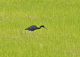 Little Blue Heron