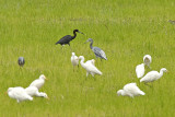 Little Blue Heron