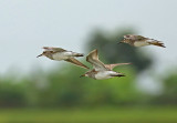 Pectoral Sandpiper