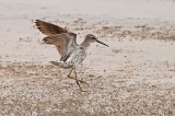 Stilt Sandpiper