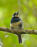 Black-breasted Puffbird