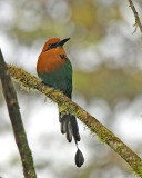 Broad-billed Motmot