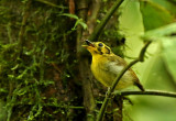 Golden-crowned Spadebill