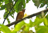 Speckled Mourner