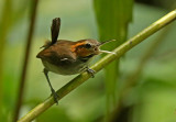 Tawny-faced Gnatwren