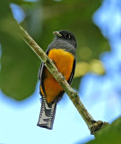 White-tailed Trogon