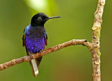 Velvet-purple Coronet
