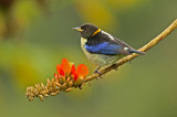 Golden-collared Honeycreeper