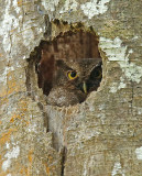 Foothill Screech-Owl