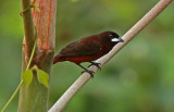 Silver-beaked Tanager