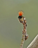 Rufous-crested Coquette