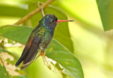 White-chinned Sapphire