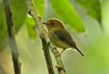 Yellow-throated Spadebill